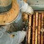 Beehive Monitoring Company Expands In Australia With New HQ