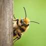 BeeHero makes Global Cleantech 100 list