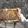 Beehero establishes regional headquarters in Australia, growing its local presence & supporting pollination of multiple