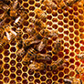 BeeHero launches Pollination Insight Platform 2.0