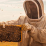 BeeHero initiates The Global Million Hives Network amid global bee crisis
