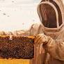 Hive Mind: Keeping An Eye - And Ear - On Billions Of Bees