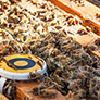 BeeHero’s ‘HeroLink’ provides solar-powered connectivity for future of precision pollination infrastructure