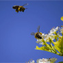 Company unveils high-tech solution to growing bee crisis threatening global food supplies: 'More effective and larger-scale'