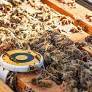 BeeHero's precision pollination platform provides growers real-time data