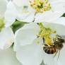 How technology can help protect bees and aid beekeepers