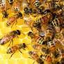Bay Area scientist with bees in his bonnet gives Gov. Newsom a buzz in his ear