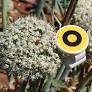 Israeli co. uses AI to save bees