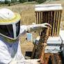 This Israeli startup is saving bees from their death spiral