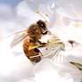 Startup Spotlight: BeeHero is using tech to make pollination-as-a-service a bit sweeter for farmers and bees