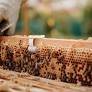 BeeHero raises $42M for Precision Pollination as a Service platform