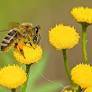 From saving bees to eco-friendly concrete: Israel's promising ESG startups