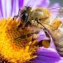 Bee tech startups are building smart hives and robot bees