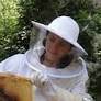 Can tech solve the bee problem?