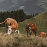 Methane-Reduced Angus Beef Now On Shelves